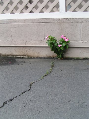 flower-in-parking-lot.JPG